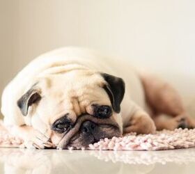 do dogs experience grief, Photo credit fongleon356 Shutterstock com