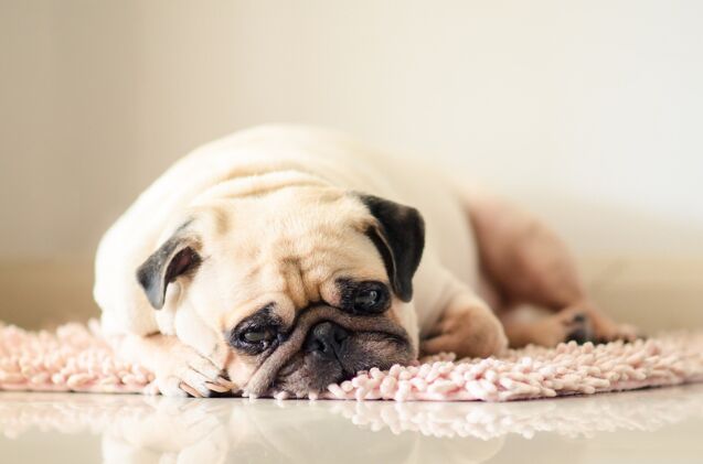 do dogs experience grief, Photo credit fongleon356 Shutterstock com