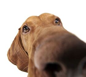 Research Suggests Longer Nosed Dogs Live Longer