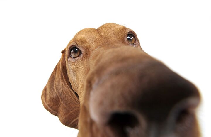 research suggests longer nosed dogs live longer lives, Photo Credit Csanad Kiss Shutterstock com