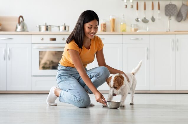how much does it cost to feed your dog around the world, Photo credit Prostock studio Shutterstock com