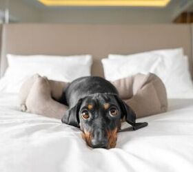 study reveals the most expensive locations for pet friendly airbnbs, Photo credit Masarik Shutterstock com