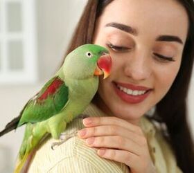 Why Is My Bird Biting Me?