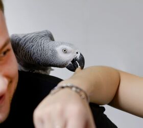 why is my bird biting me, Photo credit TANYARICO Shutterstock com