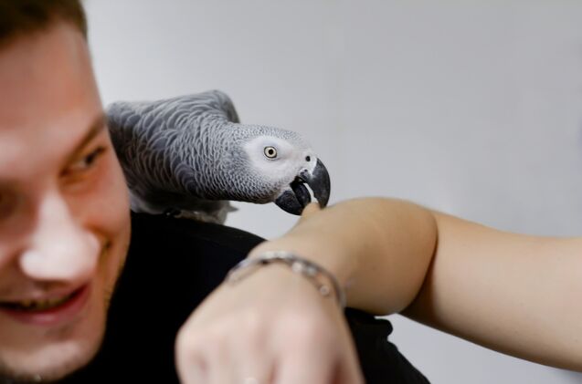 why is my bird biting me, Photo credit TANYARICO Shutterstock com