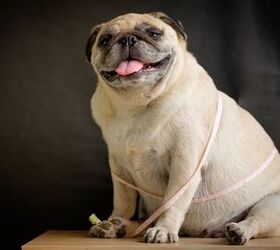 Pet Obesity Study Shows Promise and Surprising Links With Humans