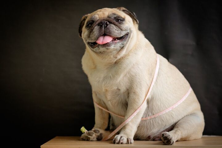 pet obesity study shows promise and surprising links with humans, Ezzolo Shutterstock