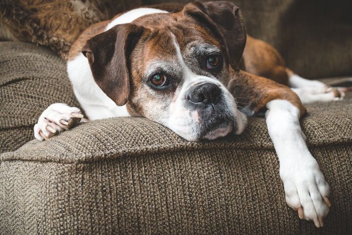 drug that could extend lifespan of senior dogs enters clinical trial, Holly Michele Shutterstock
