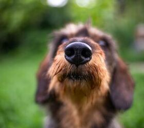 Is A Wet Dog's Nose Good or Bad?