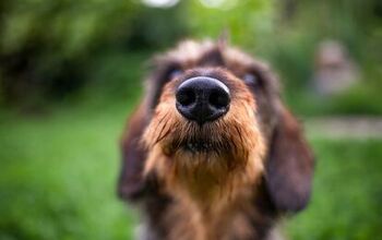 Is A Wet Dog's Nose Good or Bad?