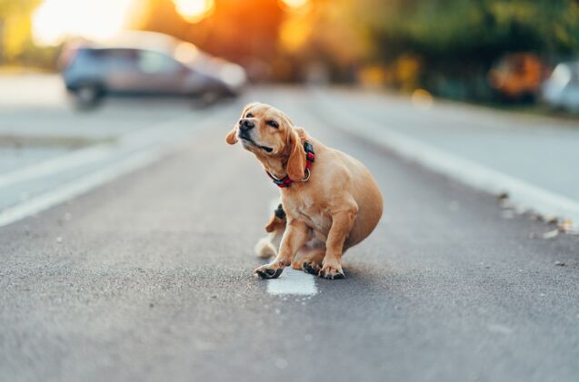 what is pyoderma in dogs, Photo credit Zivica Kerkez Shutterstock com