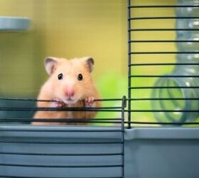 what size of cage does my hamster need, Photo credit Mary Swift Shutterstock com