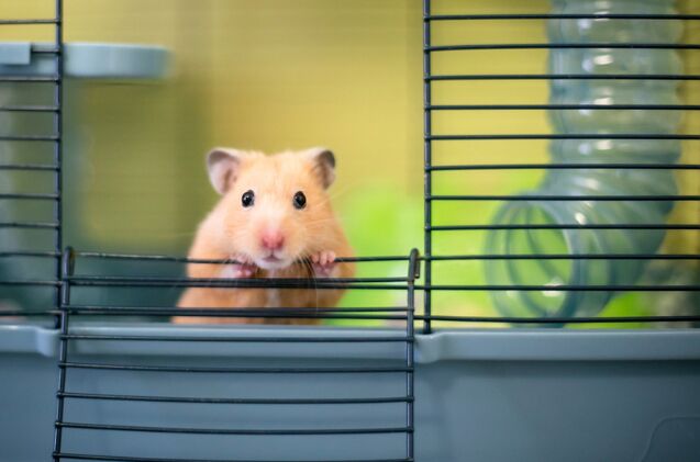 what size of cage does my hamster need, Photo credit Mary Swift Shutterstock com