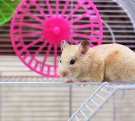 what size of cage does my hamster need, Photo credit AlexKalashnikov Shutterstock com
