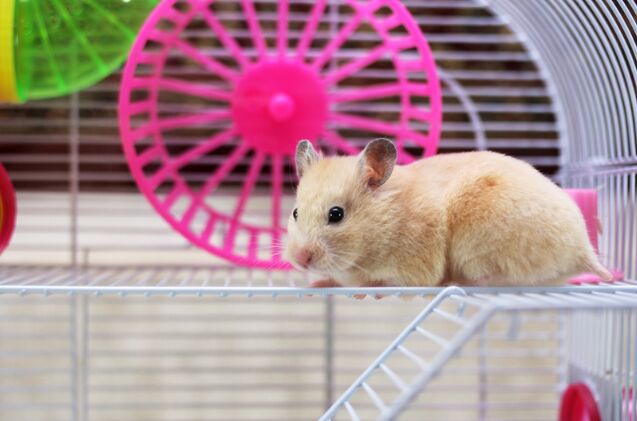 what size of cage does my hamster need, Photo credit AlexKalashnikov Shutterstock com