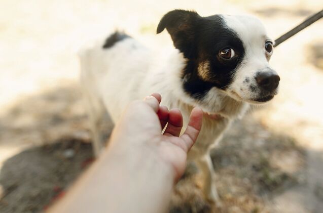 how do i know if my dog is afraid, Photo credit Bogdan Sonjachnyj Shutterstock com