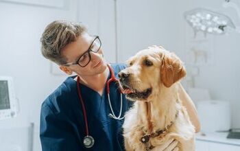 Possible Cancer Vaccine for Dogs in the Works