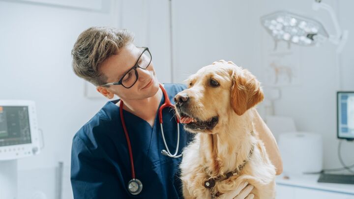 possible cancer vaccine for dogs in the works, Photo Credit Gorodenkoff Shutterstock com