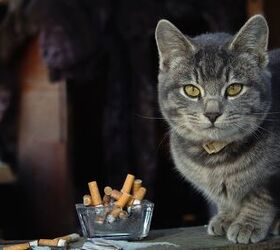 the unseen threat dangers of secondhand smoke for your pet, Alexandr Kharlov Shutterstock