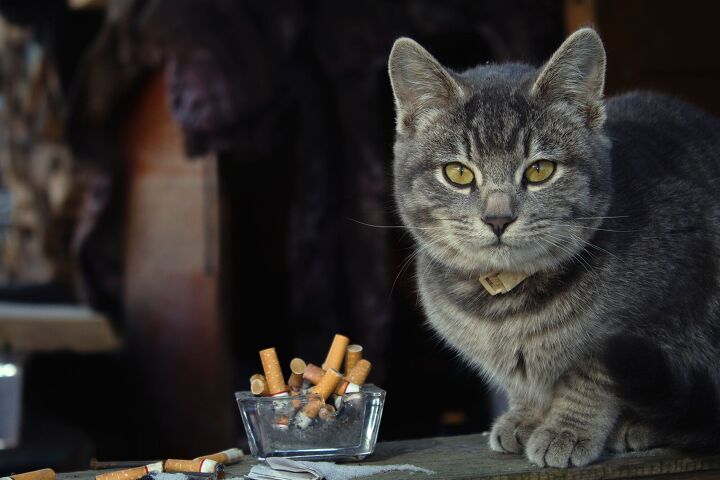 the unseen threat dangers of secondhand smoke for your pet, Alexandr Kharlov Shutterstock