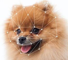 Dog Facial Recognition App Helps Scientists Fight Against Rabies