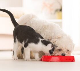 what happens if dogs eat cat food, Monika Wisniewska Shutterstock