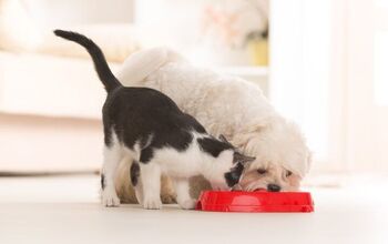 What Happens if Dogs Eat Cat Food?
