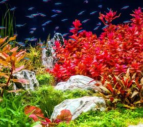 is aquarium salt safe for plants, Qcon Shutterstock