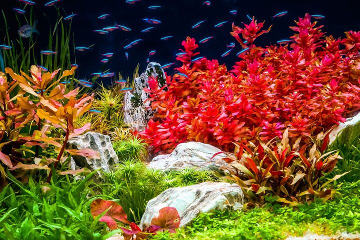 Is Aquarium Salt Safe for Plants?