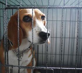 Hundreds of Cats and Dogs Saved from an Animal Testing Laboratory