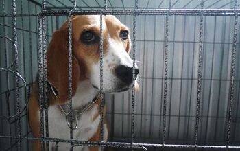 Hundreds of Cats and Dogs Saved from an Animal Testing Laboratory