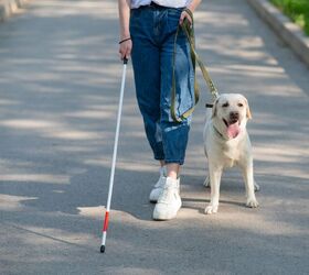 a new four legged robot may soon replace guide dogs, Reshetnikov art Shutterstock