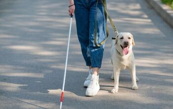 A New Four-Legged Robot May Soon Replace Guide Dogs