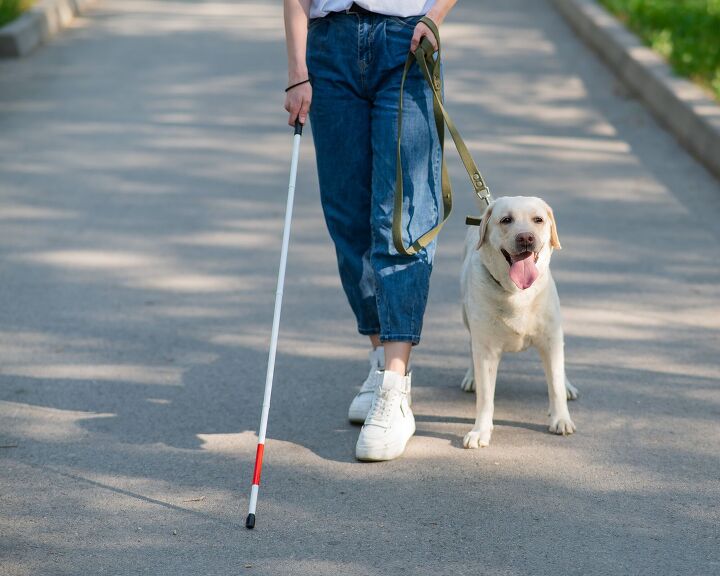 a new four legged robot may soon replace guide dogs, Reshetnikov art Shutterstock