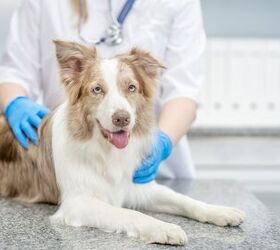 urine tests could now provide early detection of cancer in dogs, Ermolaev Alexander Shutterstock