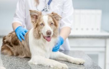 Urine Tests Could Now Provide Early Detection of Cancer in Dogs