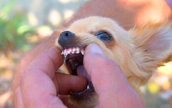 Study Shows These Dog Breeds Most Likely To Have an Extra Row of Teeth