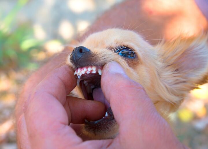 Study Shows These Dog Breeds Most Likely To Have an Extra Row of Teeth