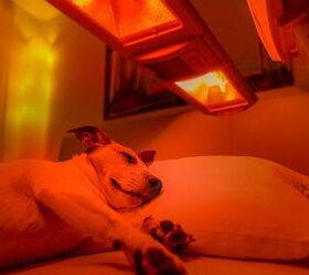 what is red light therapy for dogs, Javier Brosch Shutterstock