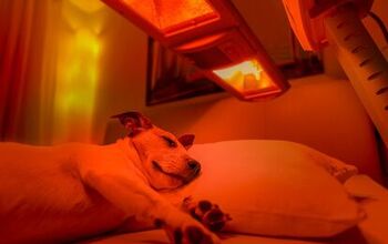 What is Red Light Therapy for Dogs?