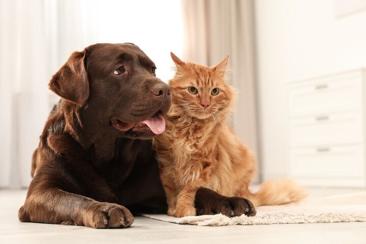 are dogs smarter than cats, New Africa Shutterstock