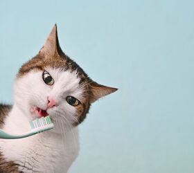 do you need to clean a cat s teeth, Lightspruch Shutterstock