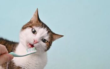 Do You Need to Clean A Cat's Teeth?