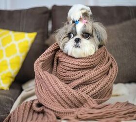 How To Tell if a Dog Is Cold