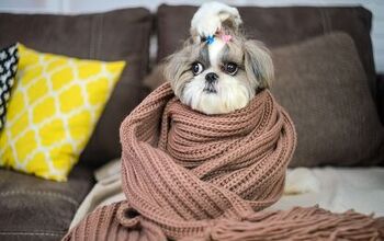 How To Tell if a Dog Is Cold
