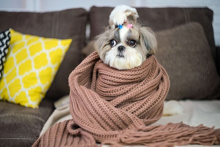 how to tell if a dog is cold, Dizfoto Shutterstock