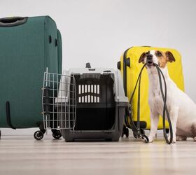 Expats May Need to Leave their Pets Behind as Travel Costs Skyrocket
