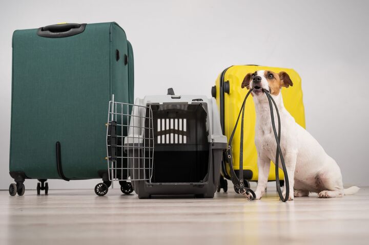 expats may need to leave their pets behind as travel costs skyrocket, Reshetnikov art Shutterstock