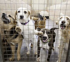 Rising Pet Care Costs Lead to More Surrenders