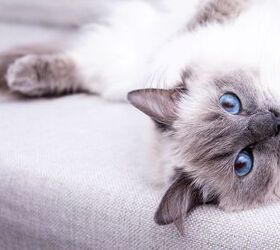 Cat Fanciers’ Association Reveals the Top 15 Pedigreed Cat Breeds